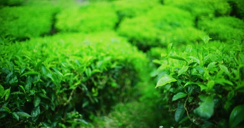 Close Up of BOH Tea Plantations at The Cameron Highlands, Malaysia Stock Footage 146778306