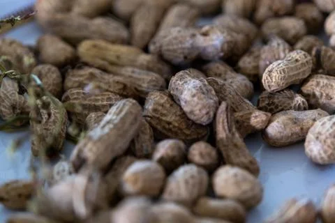 Close up of boiled peanuts with blurred background and selected focus Stock Photos