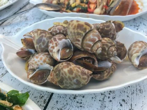 Close up of boiled shell on white plate Stock Photos