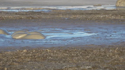 Close up on boiling mud 4K Stock Footage 68051691