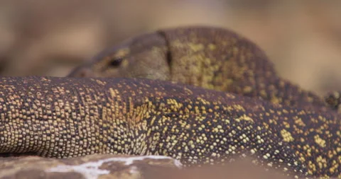 Close up bokeh shot of a nile monitor's scales in the savanna at kenya Stock Footage 295286555