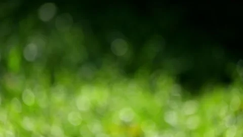 Close up bokeh of vibrant green grass blown by the gentle breeze Stock Footage 320916876