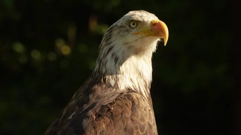 Close up of a bold eagle head Stock Footage 344375070