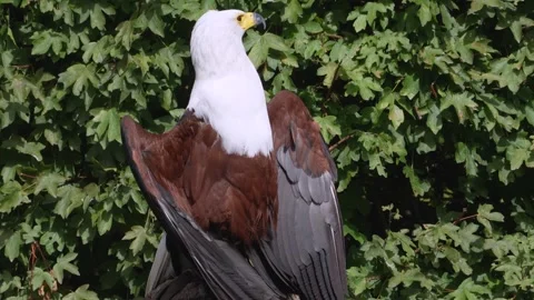 Close up of a bold eagle head Stock Footage 344376685