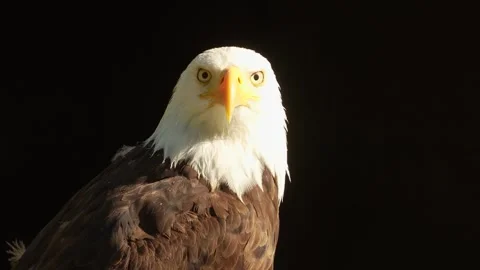 Close up of a bold eagle head Stock Footage 344377488