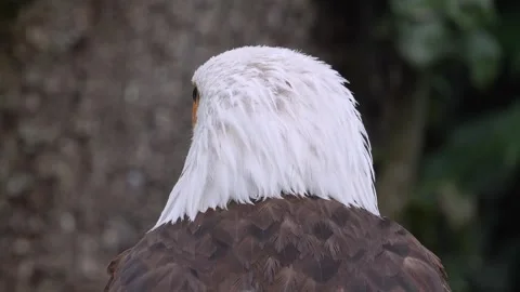 Close up of a bold eagle head Stock Footage 344381233