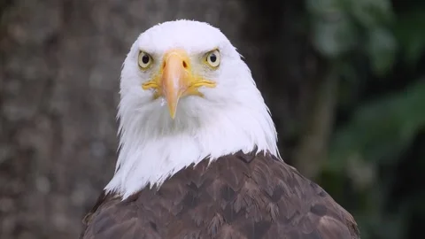 Close up of a bold eagle head Stockbeeldmateriaal 344381243