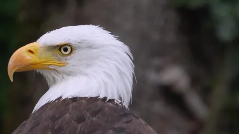 Close up of a bold eagle head 動画素材 344381271