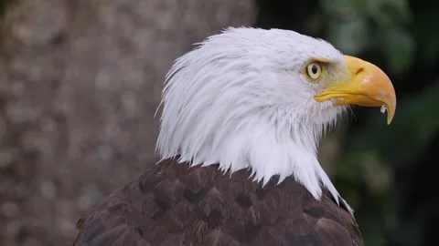 Close up of a bold eagle head Stock Footage 344381317
