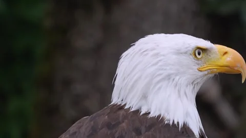 Close up of a bold eagle head Видео 344381348