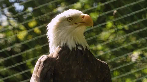 Close up of a bold eagle head Stock Footage 344413234