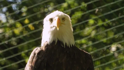 Close up of a bold eagle head 動画素材 344413724