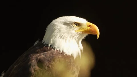 Close up of bold eagle raptor head Vídeo Stock 344375069