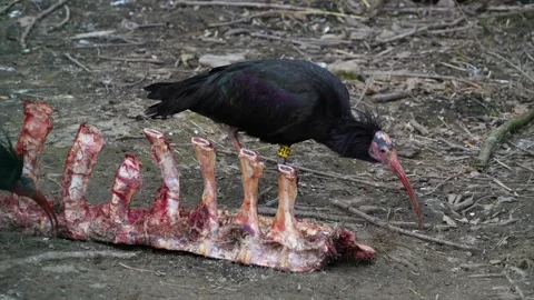Close up of bold ibis eating Stock Footage 270662234