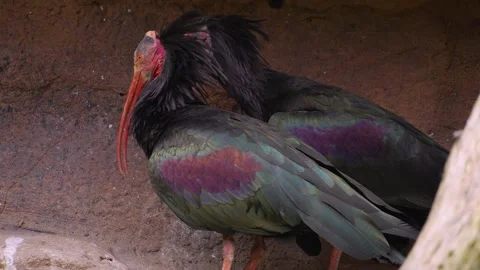 Close up of bold ibis Stock Footage 242140596