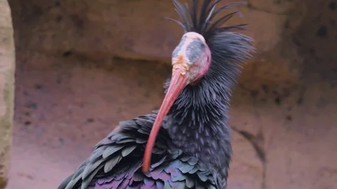 Close up of bold ibis Stock Footage 242188944