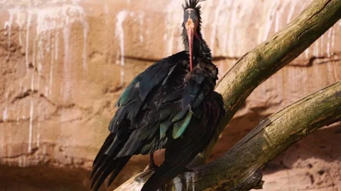 Close up of bold ibis Stock Footage 252228450