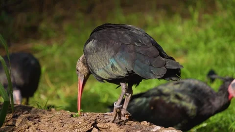 Close up of bold ibis Stock Footage 252228982