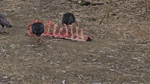 Close up of bold ibis Stock Footage 271159482