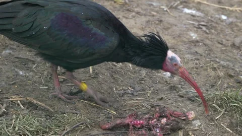 Close up of bold ibis scavenging Stock Footage 263898449
