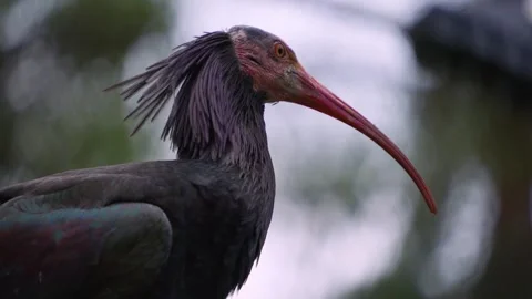 Close up of a bold northern ibis Stock-Footage 242104468