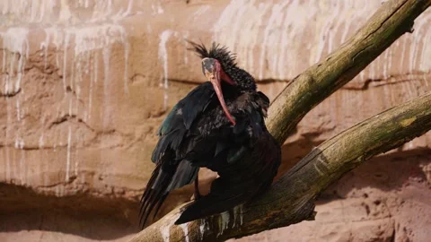 Close up of a bold northern ibis  Stock Footage 252100542