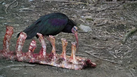 Close up of bold northern ibis  Stock Footage 270930306