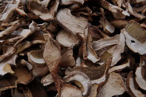 Close up of Boletus edulis Stock-Fotos