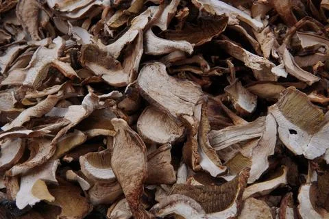 Close up of Boletus edulis Stock-Fotos