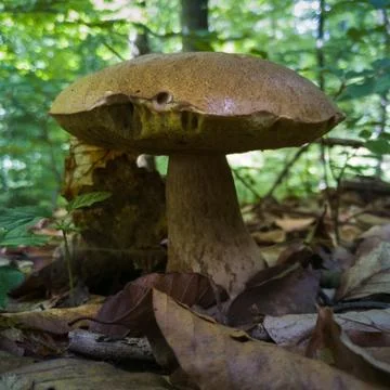 Close up of boletus in forest with brown cap in autumn. Collecting edible Stock Photos