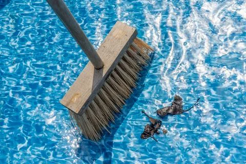 Close-up of a bone when sweeping leaves and spins during cleaning a garden pool Stock Photos
