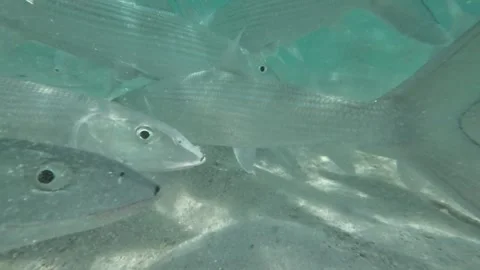 Close-up The bonefish (Albula vulpes) swimming underwater in a group in Stock Footage 278151797