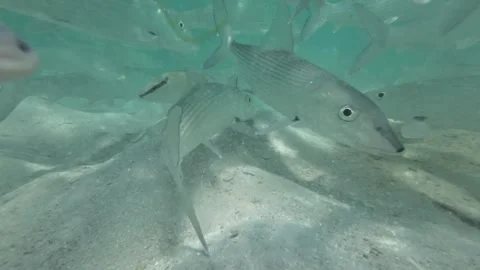 Close-up Bonefish swimming underwater in a group in clear turquoise water, Stock Footage 278151185