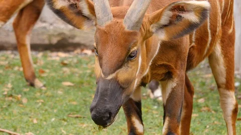 Close up of Bongo antelope Video stock 123951860