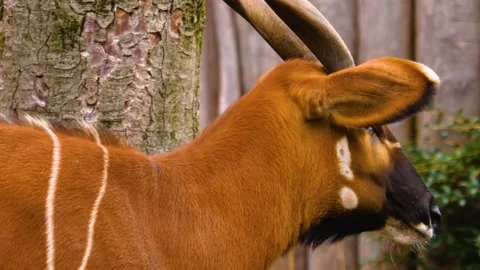 Close up of Bongo antelope Stock Footage 144046223