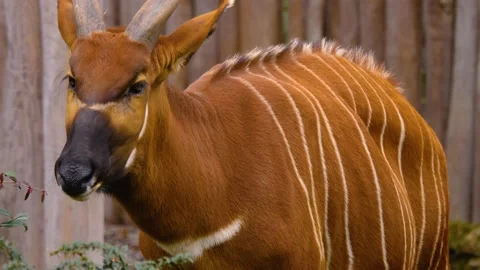 Close up of Bongo antelope Video stock 144046639