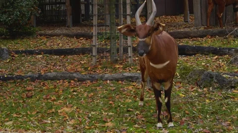 Close up of a  bongo bongo antelope Stock Footage 258082552