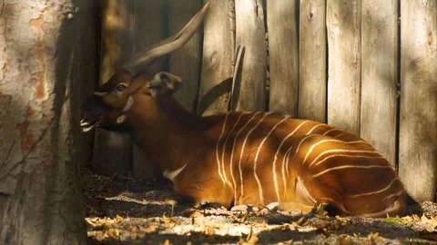 	 Close up of a bongo bongo antelope Stock Footage 272793175