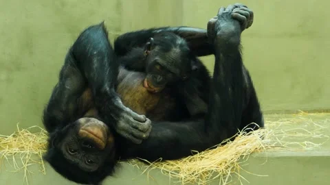 Close up of A bonobo ape Stock Footage 135980453