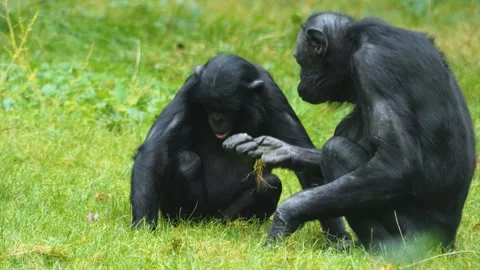 Close up of Bonobo ape Stock Footage 252548983