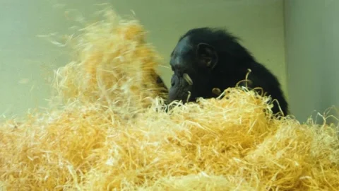 Close up of bonobo Stock Footage 135818093