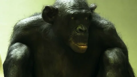 Close up of bonobo Stock Footage 140896246