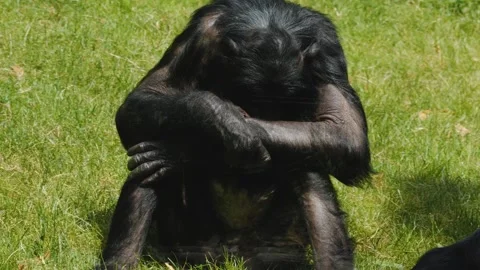 Close up of a Bonobo Stock Footage 244342335