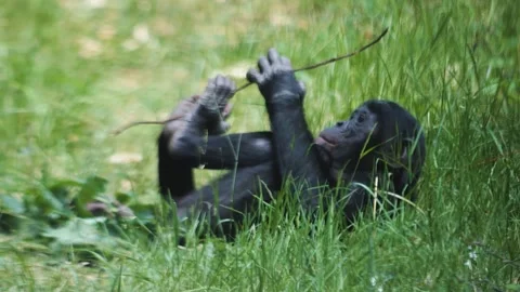 Close up of Bonobo Stock Footage 244600795