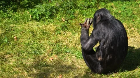 Close up of a Bonobo Stock-Footage 266674814