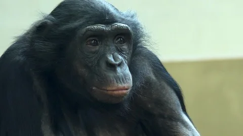 Close up of Bonobo head Video stock 121544470