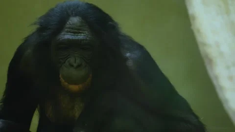 Close up of Bonobo monkey eating  Stock Footage 257227031