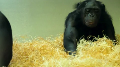 Close up of bonobo mother  Stock Footage 135601356