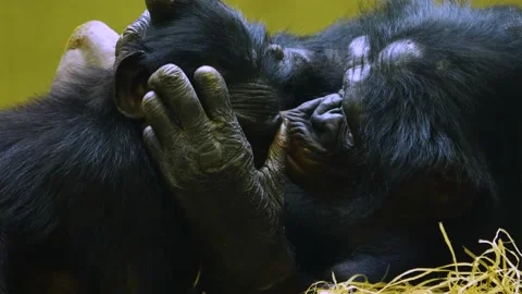 Close up of Bonobos Video stock 140857969