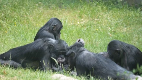 Close up of Bonobos Stock-Footage 244347846